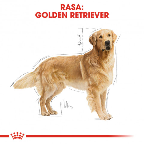 ROYAL CANIN BHN Golden Retriever - sucha karma dla psa dorosłego - 12 kg - Galeria zdjęcie 3