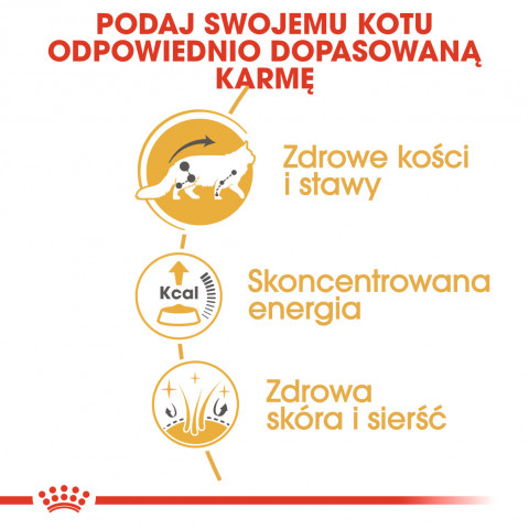 Royal Canin FBN Maine Coon Adult - mokra karma dla dorosłego kota - 12x85 g - Galeria zdjęcie 6