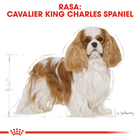 ROYAL CANIN BHN Cavalier King Charles Spaniel Adult - sucha karma dla psa dorosłego - 1,5kg - Galeria zdjęcie 3
