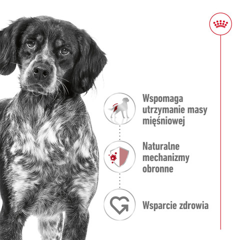 ROYAL CANIN SHN Medium Adult - sucha karma dla psa - 15 kg - Galeria zdjęcie 6