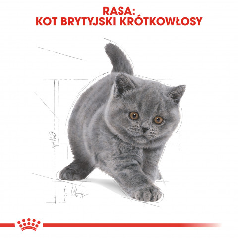 Royal Canin FBN British Shorthair Kitten - sucha karma dla kociąt - 2 kg - Galeria zdjęcie 9