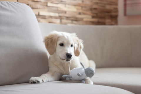 KERBL Puppy toy - zabawka dla psa - 16cm - Galeria zdjęcie 2
