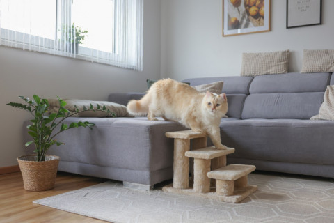 KERBL Schody dla zwierząt Easy Climb 2.0, 45 x 35 x 34 cm, do 50 kg - Galeria zdjęcie 2