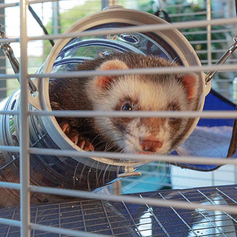 FERPLAST Furet Tower - klatka dla fretek - Galeria zdjęcie 4