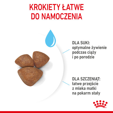 ROYAL CANIN Starter Mini Mother & Babydog - sucha karma dla szczeniąt i suk w ciąży oraz okresie laktacji - 1 kg - Galeria zdjęcie 3