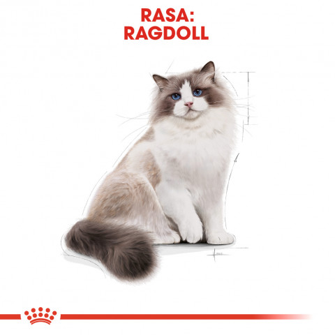 ROYAL CANIN Ragdoll FBN Adult - sucha karma dla kota - 400g - Galeria zdjęcie 3