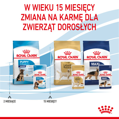 ROYAL CANIN SHN Maxi Puppy w sosie - mokra karma dla szczeniąt - 10x140 g - Galeria zdjęcie 12