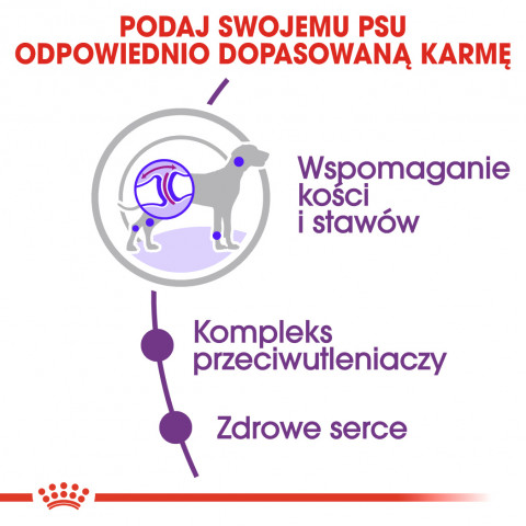 ROYAL CANIN SHN Giant Adult - sucha karma dla psa dorosłego - 15 kg - Galeria zdjęcie 6
