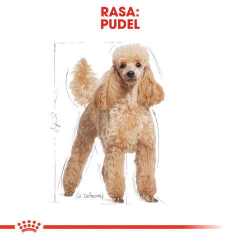 ROYAL CANIN Poodle 1,5kg - Galeria zdjęcie 4