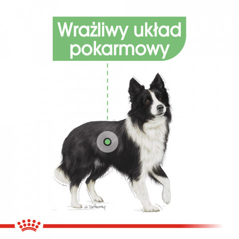 ROYAL CANIN CCN MEDIUM DIGESTIVE CARE - sucha karma dla psa dorosłego - 3 kg - Galeria zdjęcie 3