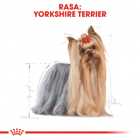 Royal Canin BHN Yorkshire Terrier Adult - sucha karma dla psa dorosłego - 1,5 kg - Galeria zdjęcie 3