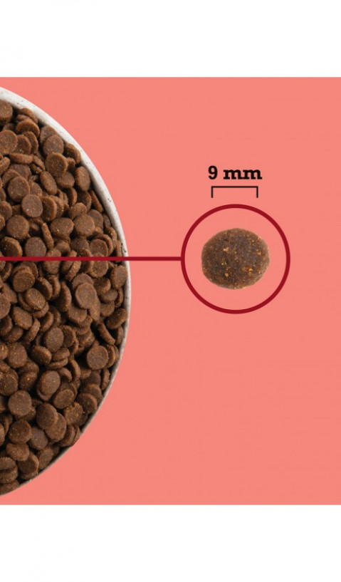 ACANA Highest Protein Indoor Cat - sucha karma dla kota - 4,5kg - Galeria zdjęcie 2