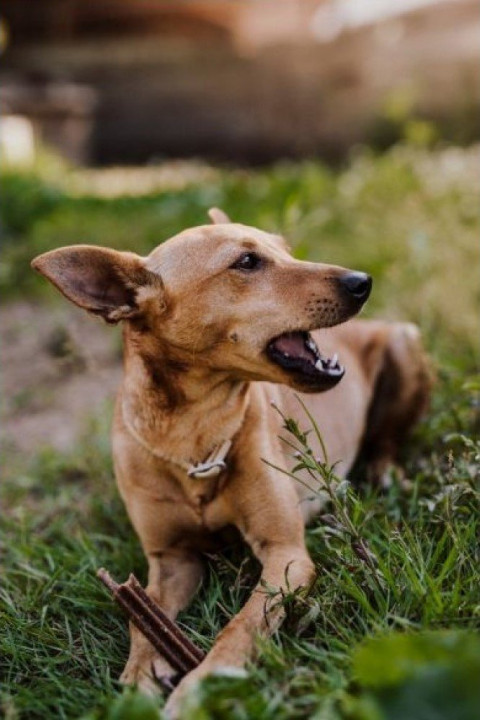 JOSERA InsectDog Denties - przysmak dla psa - 180g - Galeria zdjęcie 3