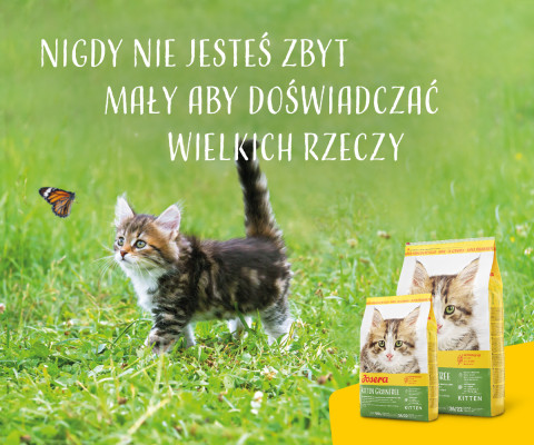 JOSERA Kitten grainfree - sucha karma dla kota - 400g - Galeria zdjęcie 3