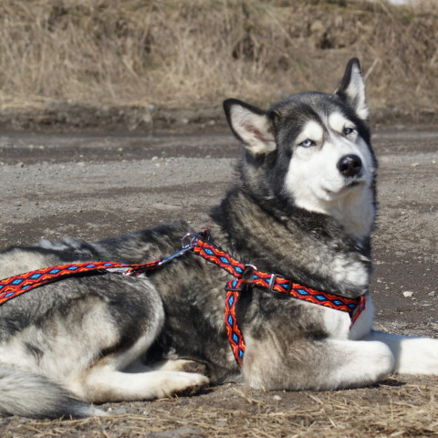 DINGO Winnetou Czerwona Regulowana Smycz dla psa z taśmy polipropylenowej - 1x120-220 cm - Galeria zdjęcie 2