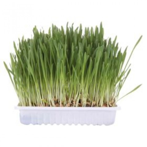 TRIXIE Trawa dla kota pojemnik 100g 4235 - Galeria zdjęcie 2