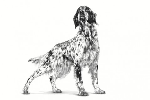 ROYAL CANIN Dog Hepatic VHN - sucha karma dla psa - 7kg - Galeria zdjęcie 3