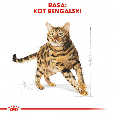 ROYAL CANIN Bengal Adult - sucha karma dla dorosłego kota - 10 kg - Galeria zdjęcie 6