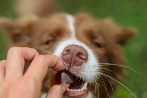 GELOREN Small dog Stawy - żelki dla psa - 180g - Galeria zdjęcie 5