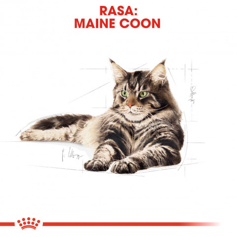 Royal Canin FBN Maine Coon Adult - mokra karma dla dorosłego kota - 12x85 g - Galeria zdjęcie 4