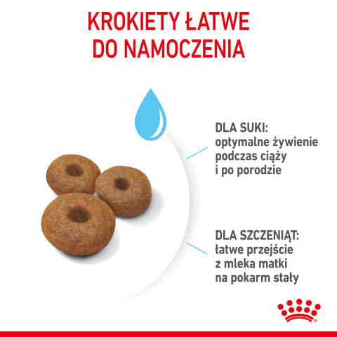 ROYAL CANIN SHN Maxi Starter Mother & Babydog - sucha karma dla psa - 4 kg - Galeria zdjęcie 4