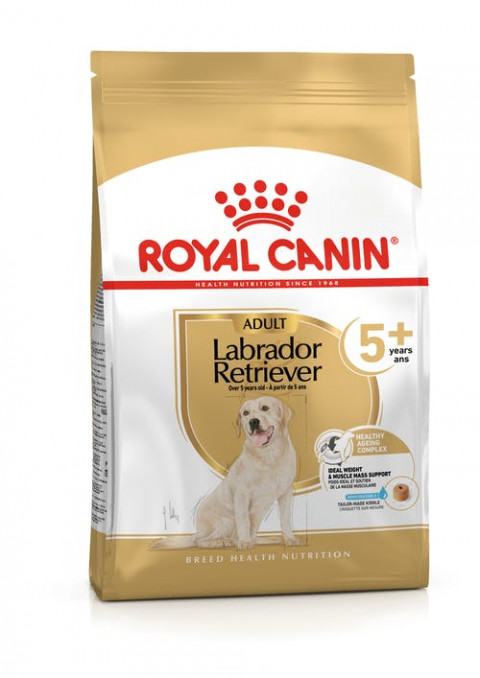 labrador-retriever-5-packshot-b1-bhn20.jpg