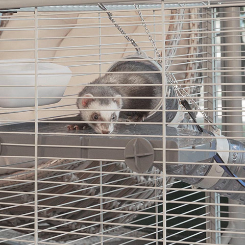 FERPLAST Furet Tower - klatka dla fretek - Galeria zdjęcie 11