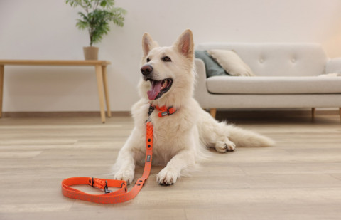 KERBL Obroża dla psa Puno, 36 - 45 cm, 25 mm, pomarańczowy - Galeria zdjęcie 5