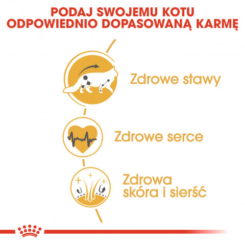 Royal Canin FBN Maine Coon Adult - sucha karma dla kota dorosłego - 4 kg - Galeria zdjęcie 3