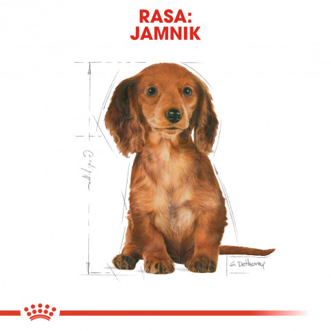 ROYAL CANIN BHN Dachshund Puppy - sucha karma dla szczeniąt - 1,5kg - Galeria zdjęcie 3