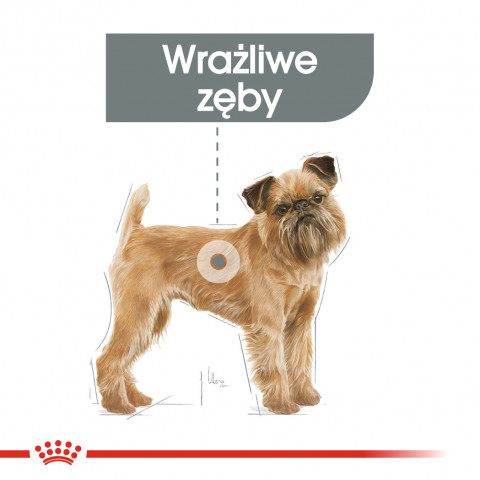 ROYAL CANIN CCN Mini Dental Care - sucha karma dla dorosłych psów - 3 kg - Galeria zdjęcie 3