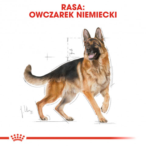 ROYAL CANIN BHN German Sh Ad - sucha karma dla psa dorosłego - 11 kg - Galeria zdjęcie 3