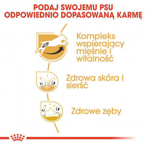 ROYAL CANIN BHN Jack Russell Terrier Adult - sucha karma dla psa dorosłego - 1,5 kg - Galeria zdjęcie 6