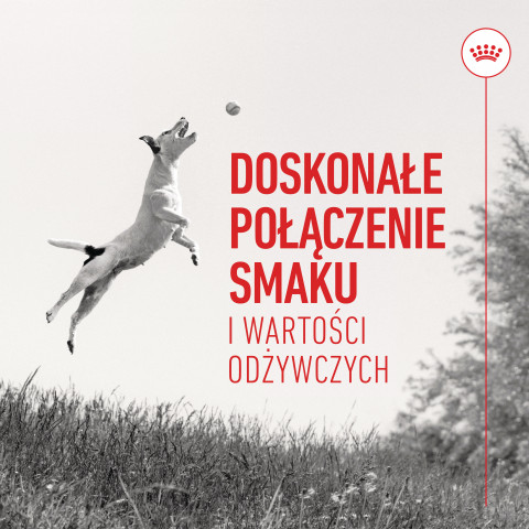 ROYAL CANIN Training Treats - przysmak dla psa - 110g - Galeria zdjęcie 5