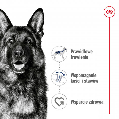 ROYAL CANIN SHN Maxi Adult - sucha karma dla psa dorosłego - 15 kg - Galeria zdjęcie 11
