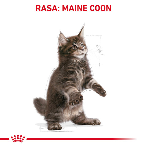 ROYAL CANIN FBN Maine Coon Kitten - sucha karma dla kociąt - 4 kg - Galeria zdjęcie 9