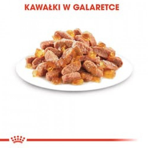 ROYAL CANIN FHN Kitten Instinctive in Jelly - mokra karma dla kociąt - 12x85 g - Galeria zdjęcie 12