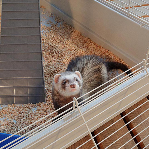 FERPLAST Furet Tower - klatka dla fretek - Galeria zdjęcie 9