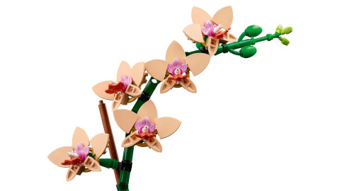 LEGO ICONS 10343 Botanicals - Mała orchidea - Galeria zdjęcie 5