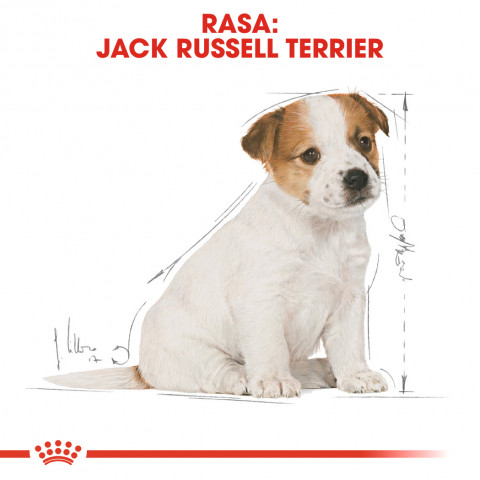 Royal Canin BHN Jack Russel Puppy - sucha karma dla szczeniąt - 3 kg - Galeria zdjęcie 3