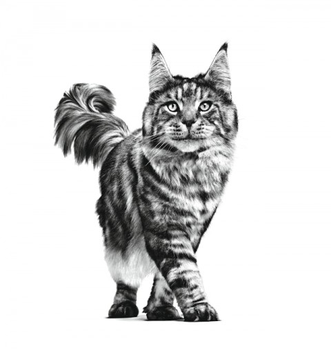 ROYAL CANIN Cat Gastrointestinal VHN - sucha karma dla kota - 400g - Galeria zdjęcie 2