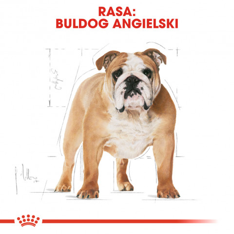ROYAL CANIN BHN Bulldog Adult - sucha karma dla psa dorosłego - 12 kg - Galeria zdjęcie 6