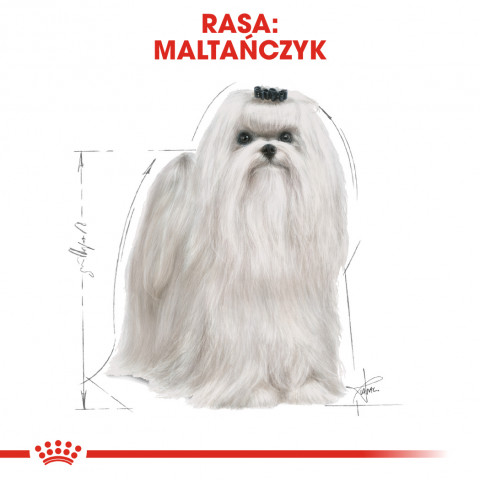 ROYAL CANIN BHN Maltese Adult - sucha karma dla psa dorosłego - 1,5 kg - Galeria zdjęcie 3