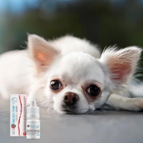 JM SANTE Vet Protector Oczy Ligo - krople do oczu dla psa i kota - 3ml - Galeria zdjęcie 3