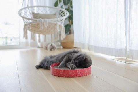 KERBL Scratch Bed Circle - drapak dla kota - 34cm - Galeria zdjęcie 3
