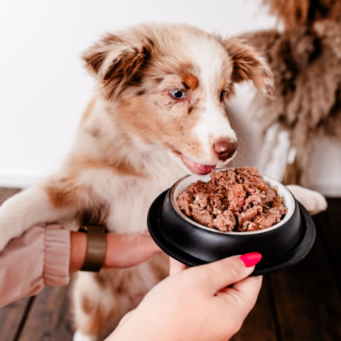 PERRO Gourmet Junior Konina z cukinią - mokra karma dla psa - 400g - Galeria zdjęcie 3