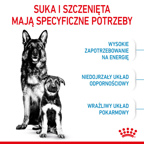 ROYAL CANIN SHN Maxi Starter Mother & Babydog - sucha karma dla psa - 4 kg - Galeria zdjęcie 8