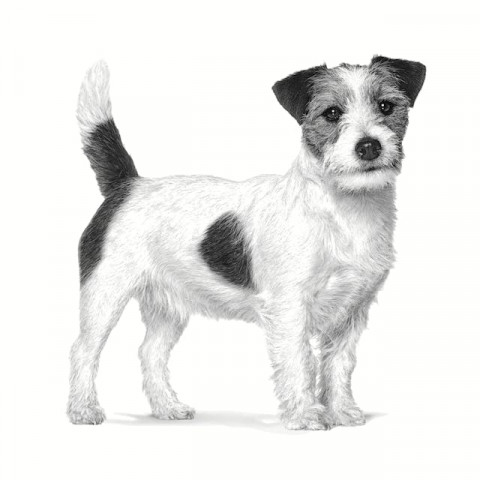 ROYAL CANIN Anallergenic Small VHN - sucha karma dla psa - 1,5kg - Galeria zdjęcie 3