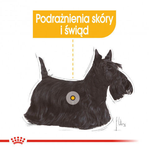 ROYAL CANIN CCN DERMACOMFORT LOAF mokra karma dla psa dorosłego - 12x85g - Galeria zdjęcie 4
