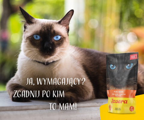 JOSERA Filet kurczak - mokra karma dla kota - 70 g - Galeria zdjęcie 6